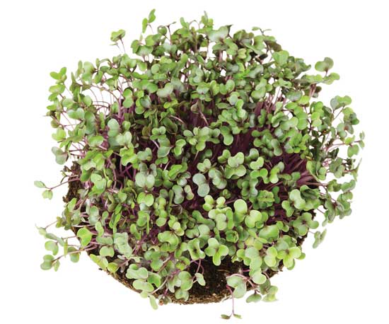 
Sprouts and microgreens are intensely nutritious and can be grown any time of the year.
